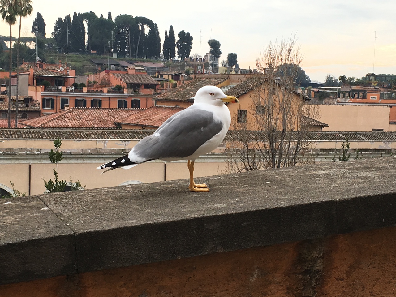 Seagull sitting on a waist-high wall, looking into the camera